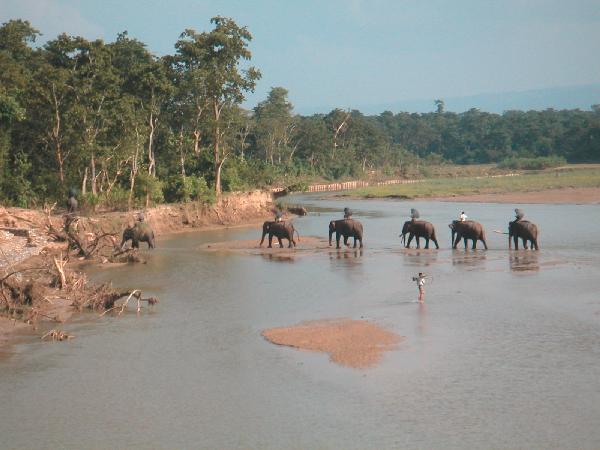 6ne299_Chitwan_rivier_olifanten02
