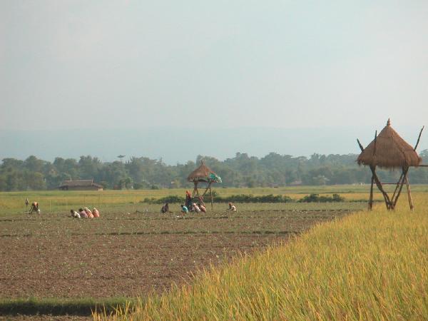 6ne301_Chitwan_fietstocht_landschap