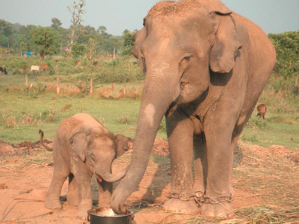 6ne303_Chitwan_olifantenbroedcentrum_moeder_kleintje