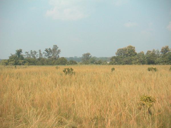 6ne317_Chitwan_jungle_landschap