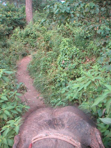 6ne336_Chitwan_olifantensafari_olifantenkop