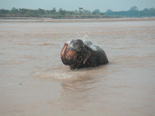 6ne348_Chitwan_olifanten_wassen_rivier04_close-up