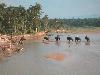 Chitwan National Park olifanten