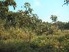 6ne323_Chitwan_jungle_landschap