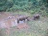 6ne335_Chitwan_olifantensafari_neushoorns_in_water04